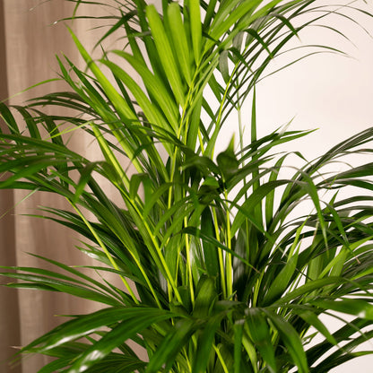 Areca-Palme - Ø17cm - ↕70cm 