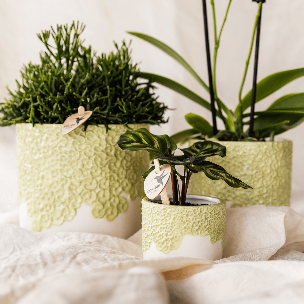 Kolibri Company | Bloom Green Pflanzenset | Gelbe Albenga Orchidee 9cm + Grünpflanzen inkl. Übertöpfe 