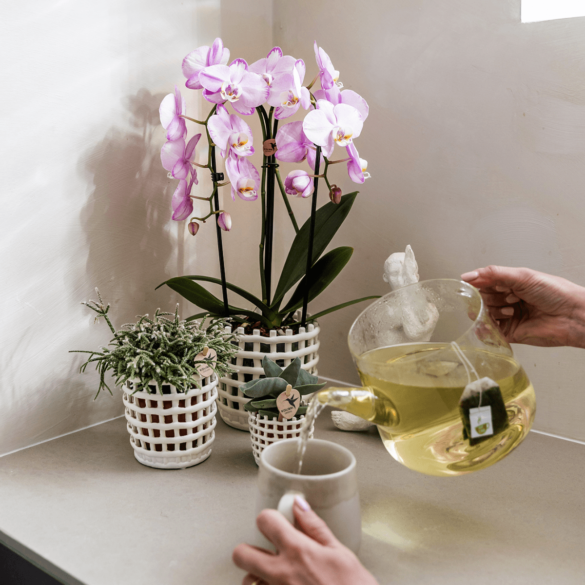 Kolibri Company | Pflanzenset Mesh White | Rosa Niagara Falls Orchidee 12 cm + Grünpflanzen inkl. Übertöpfen – Frisch vom Züchter 