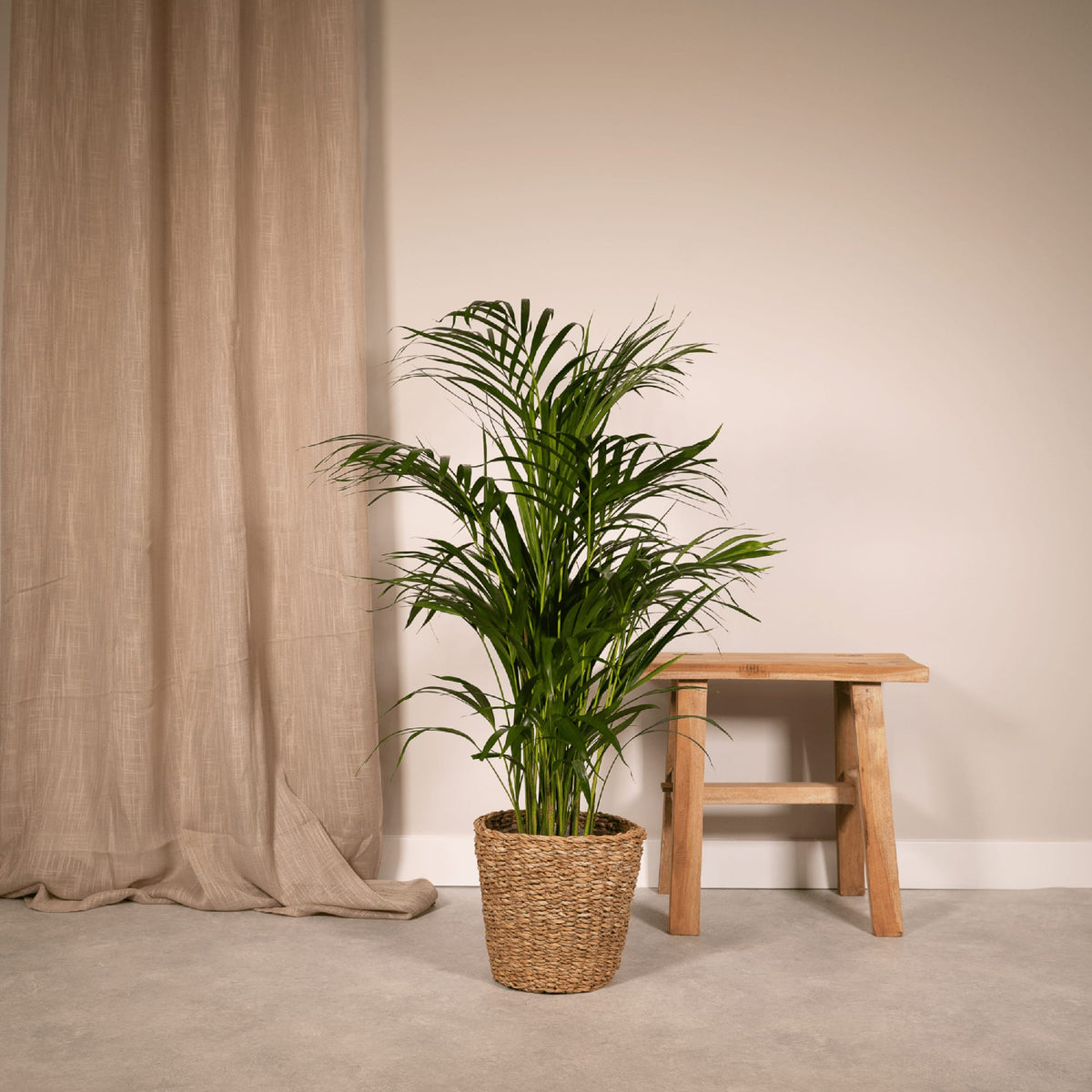 Areca-Palme - Ø17cm - ↕70cm 