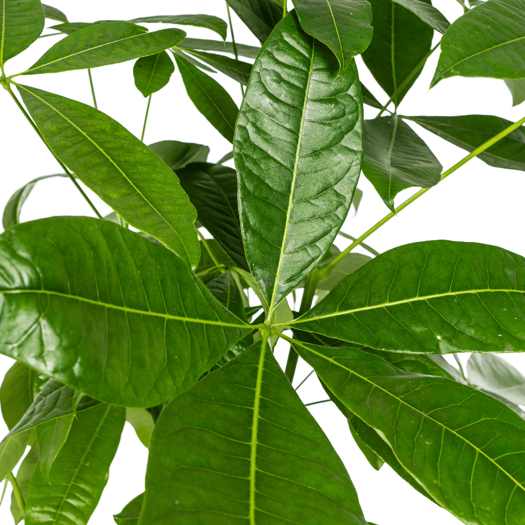 Pachira Aquatica mit Korb Ø24cm - ↕120 - 140cm 