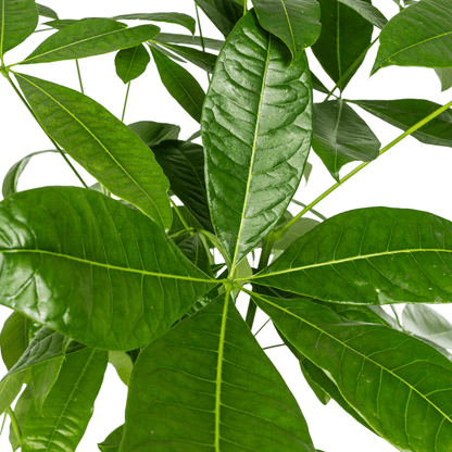 Pachira Aquatica mit Korb Ø24cm - ↕120 - 140cm 