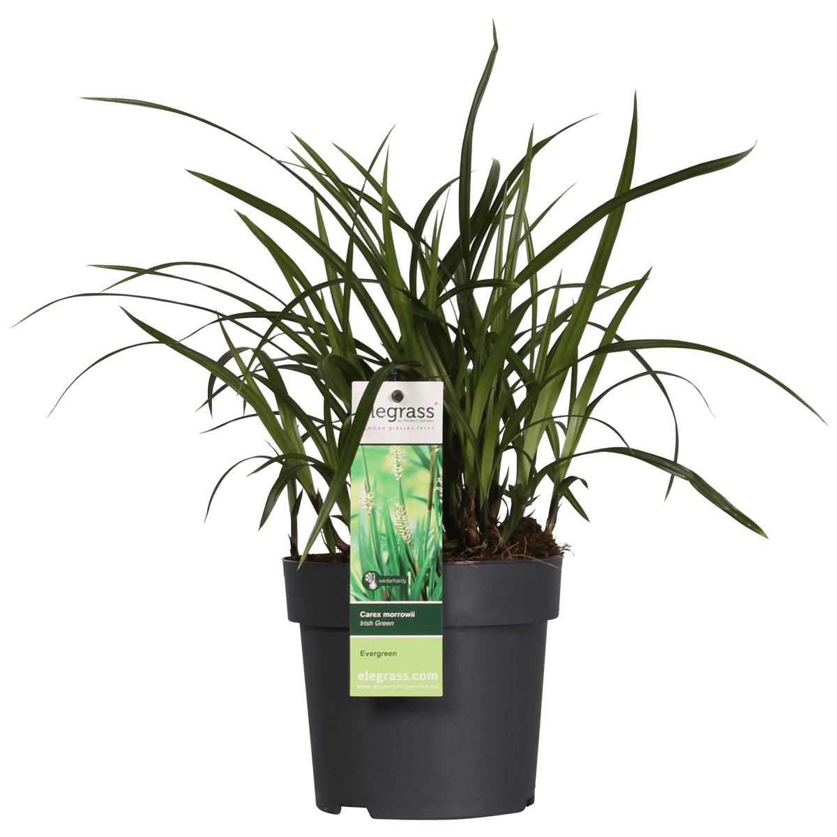 Carex morrowii Irish Green - Ø19cm - ↕40cm - Ø14 - ↨30cm 