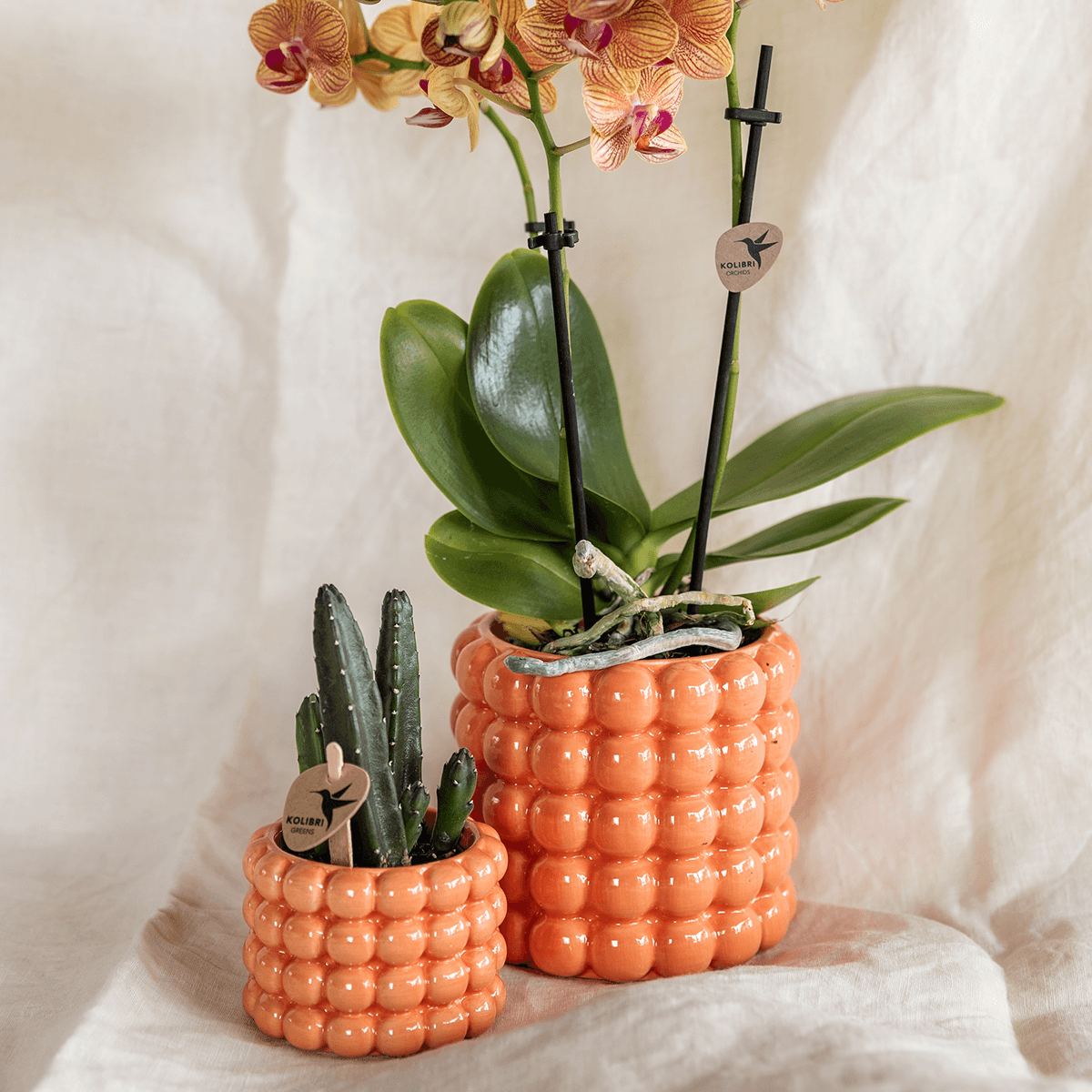 Kolibri Company | Pflanzenset Poppy Orange | Orange Phalaenopsis Orchidee Jamaica und Sukkulente inkl. Keramische Ziertöpfe 