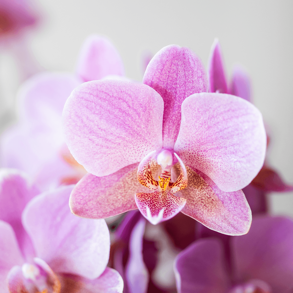 Orchideen Überraschungsbox – 2 Orchideen 9 cm, Pflanzen-Vorteilsbox, frische Lieferung direkt vom Züchter 