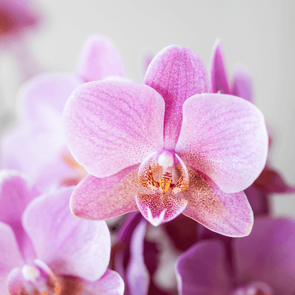 Orchideen Überraschungsbox – 2 Orchideen 9 cm, Pflanzen-Vorteilsbox, frische Lieferung direkt vom Züchter 