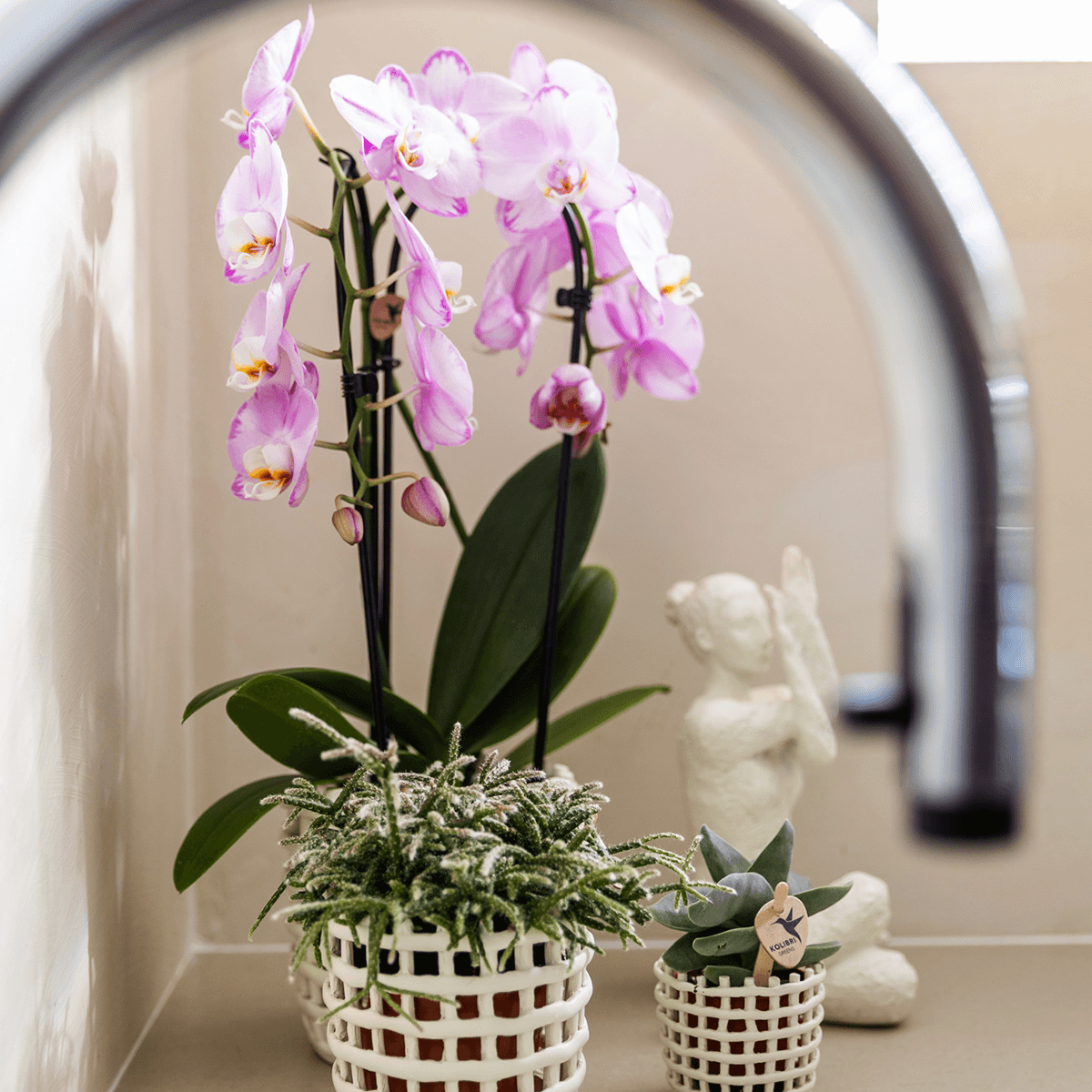 Kolibri Company | Pflanzenset Mesh White | Rosa Niagara Falls Orchidee 12 cm + Grünpflanzen inkl. Übertöpfen – Frisch vom Züchter 