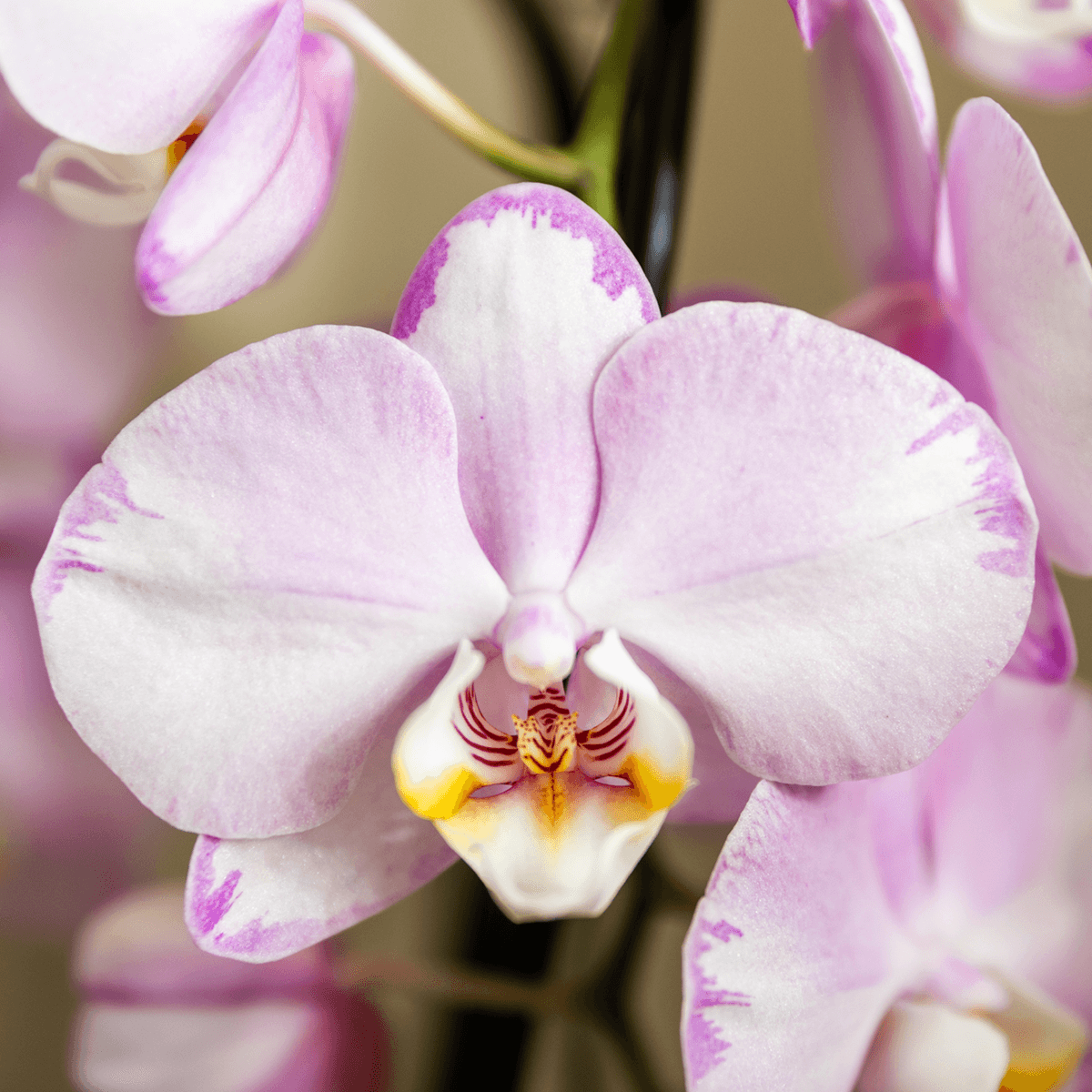 Kolibri Company | Pflanzenset Mesh White | Rosa Niagara Falls Orchidee 12 cm + Grünpflanzen inkl. Übertöpfen – Frisch vom Züchter 
