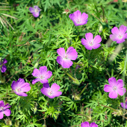 Geranium sanguineum Blut – Storchschnabel – Ø9cm – Höhe10-25cm – Ansicht 15
