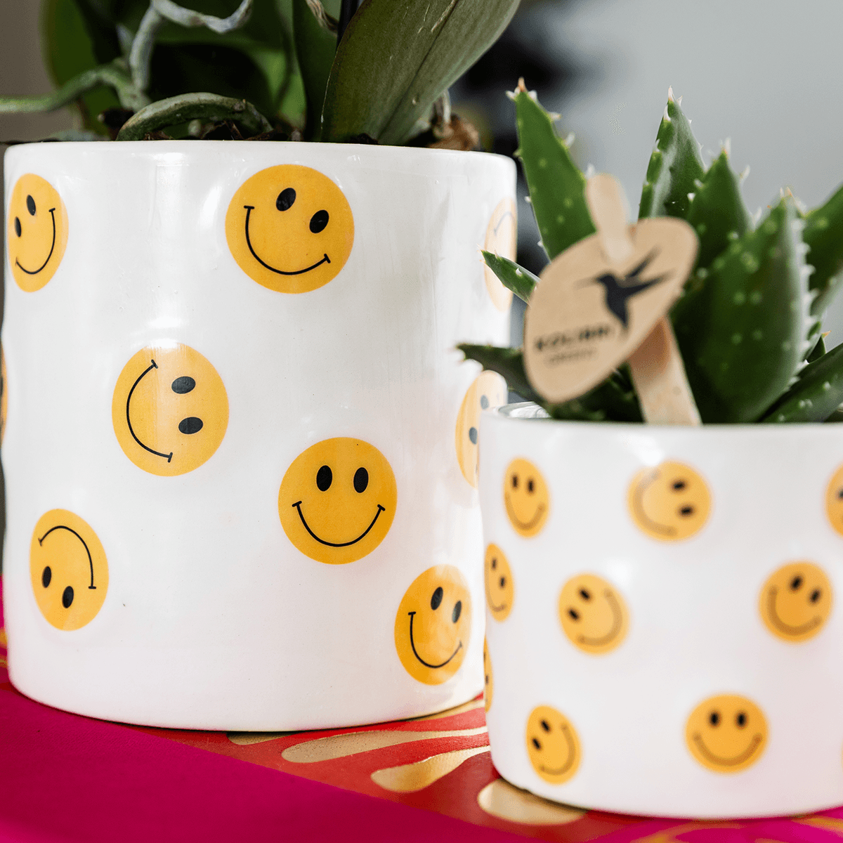 Kolibri Company | Smiley Pflanzenset | Gelbe Phalaenopsis Albenga 9cm und Sukkulente inkl. Keramik‑Übertöpfe 