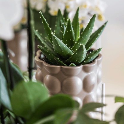 Kolibri Home | Cotton sierpot - Sand - Ø9cm 