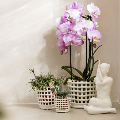 Kolibri Orchids | Rosa Niagara Falls Orchidee 12 cm mit Mesh White Übertopf – Frisch vom Züchter 