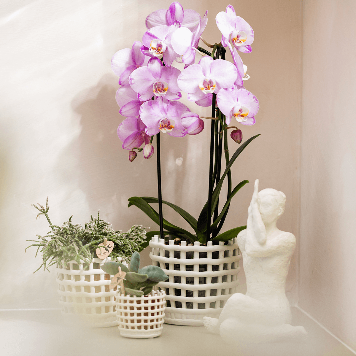 Kolibri Company | Pflanzenset Mesh White | Rosa Niagara Falls Orchidee 12 cm + Grünpflanzen inkl. Übertöpfen – Frisch vom Züchter 