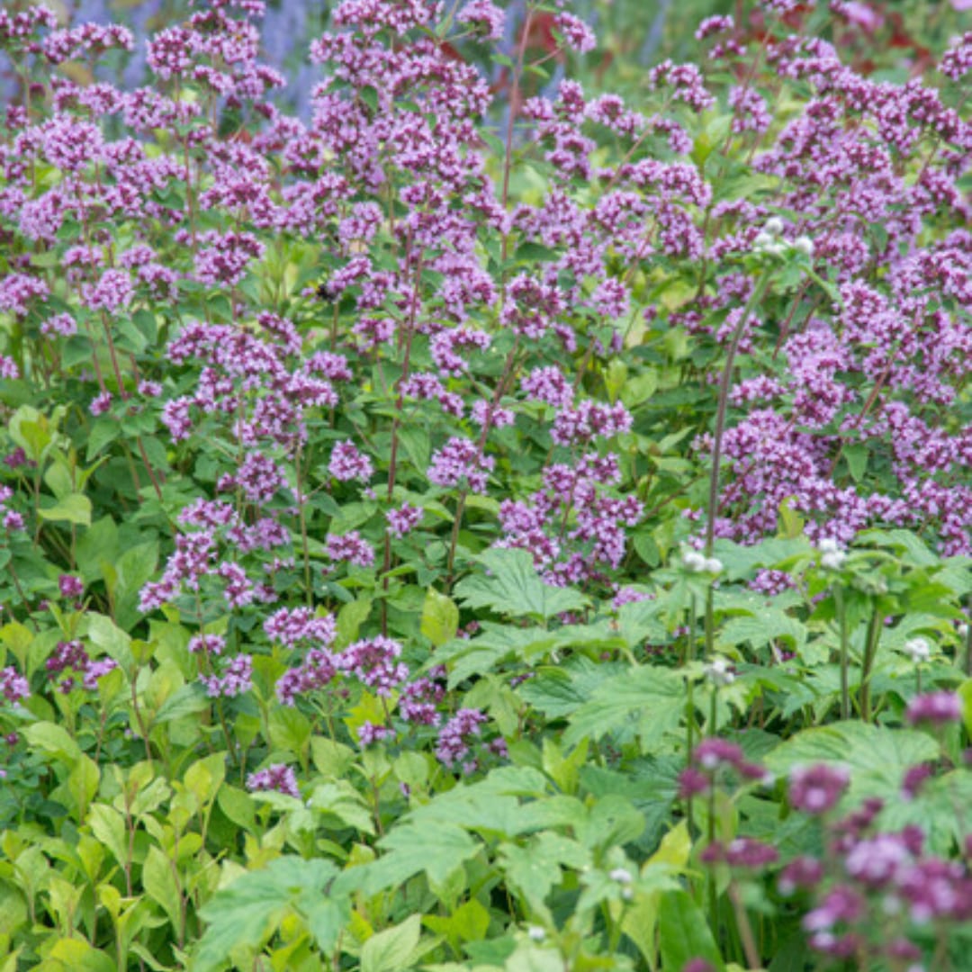 Origanum laevigatum Herrenhausen – 6 Pflanzen – Ø9cm – Höhe 10-25cm – Winterharter Zieroregano – Bienenfreundlich – Für Beet 