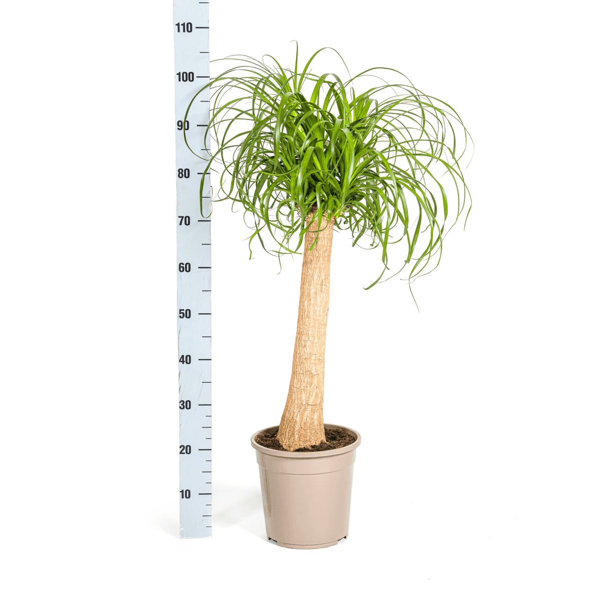 Beaucarnea Recurvata Stamm mit Korb Ø24cm - ↕80 - 100cm 