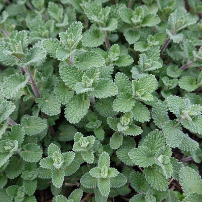 Nepeta Grol Katzenminze – Ø9cm – Höhe 10-25cm – Blauviolett blühende Staude – Bienenfreundlich – Ansicht 29