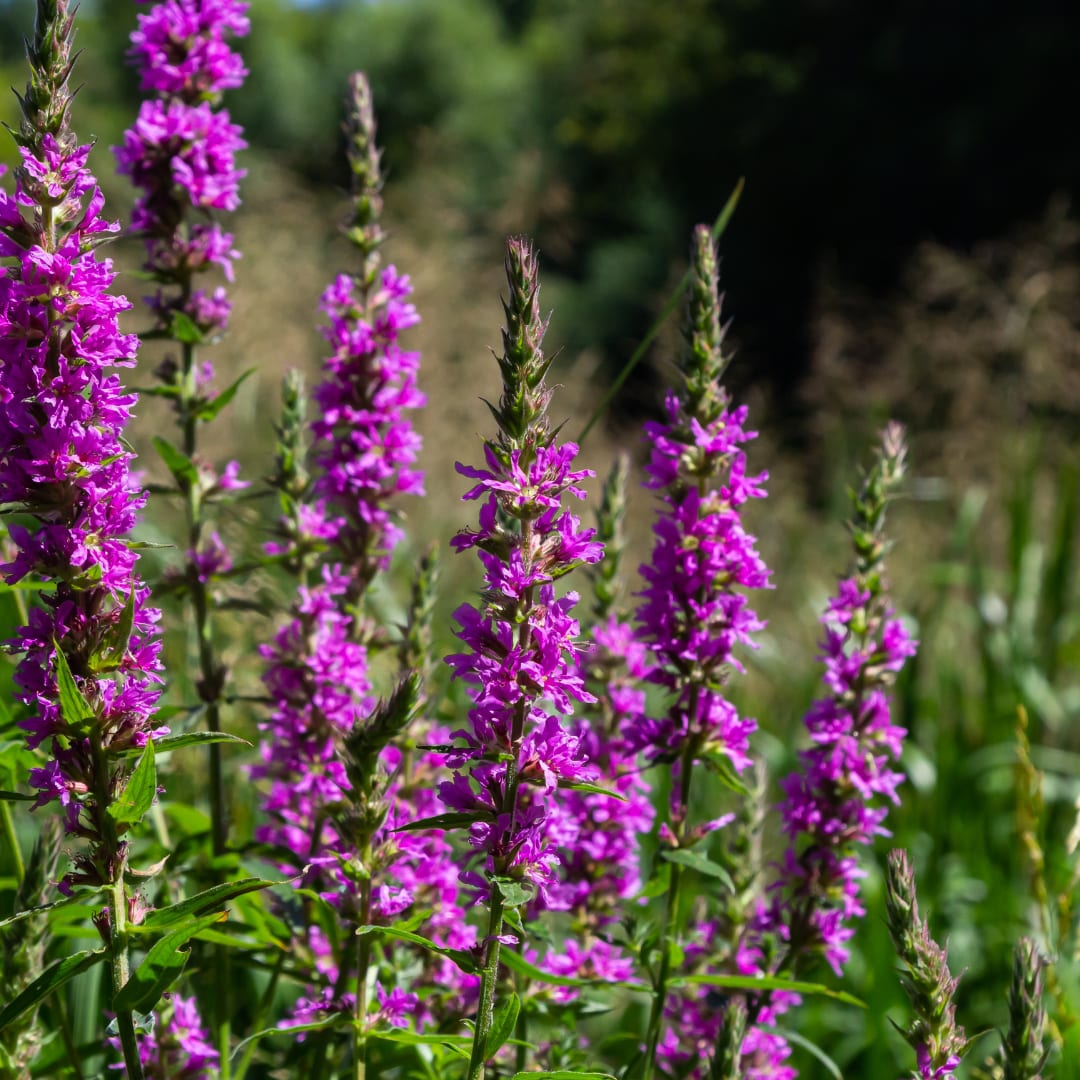 Lythrum salicaria Blutweiderich – Ø9cm – Höhe10-25cm – Ansicht 15