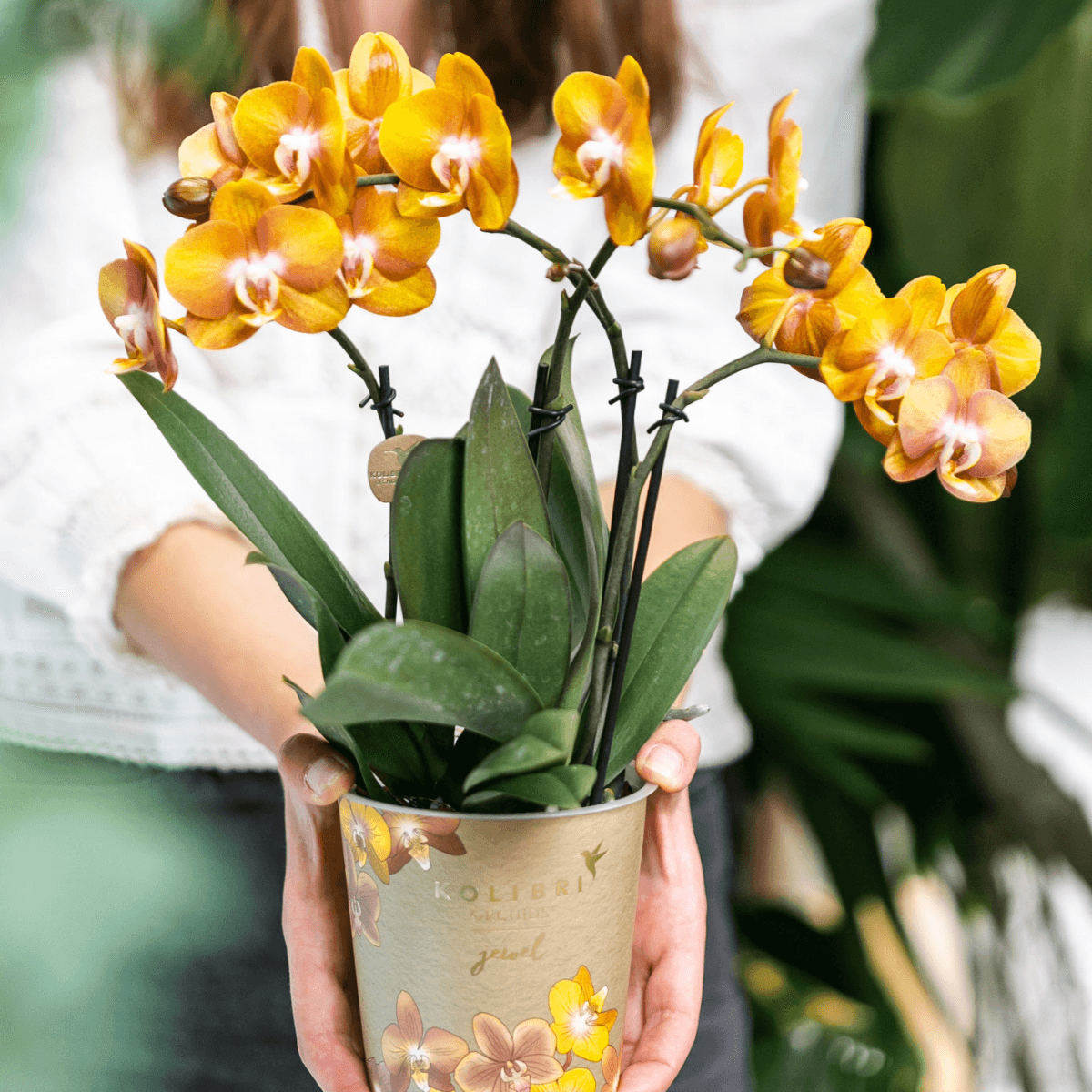 Phalaenopsis-Orchidee Las Vegas – 2 Pflanzen – Orange – Ø12cm – Zimmerpflanze mit 3-4 Blütenstielen – Edle Multiflora-Orchide