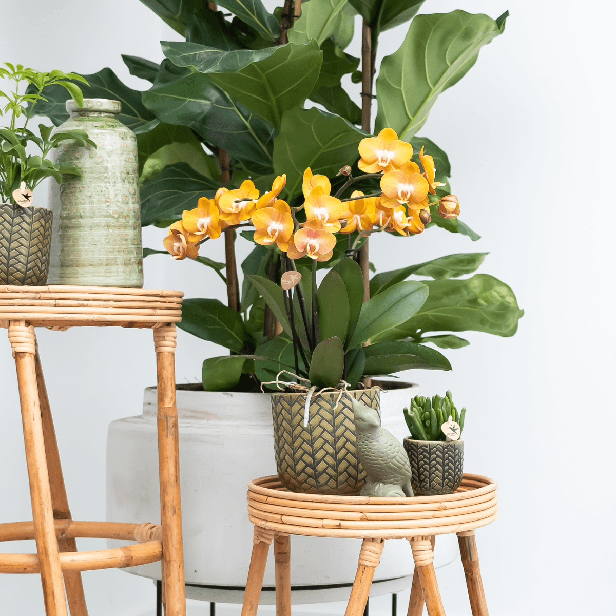 Phalaenopsis-Orchidee Las Vegas – Orange – Ø12cm – Zimmerpflanze mit 3-4 Blütenstielen – Ansicht 13