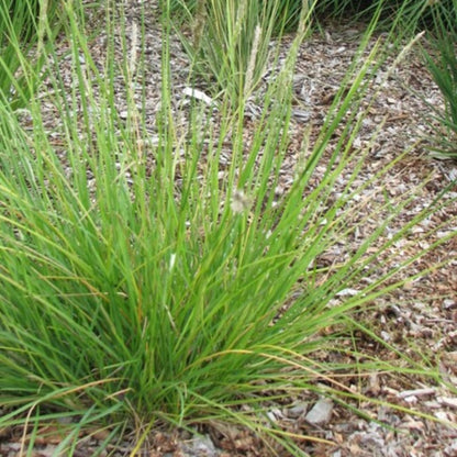 Sesleria autumnalis Ziergras – 60 Pflanzen – Ø9cm – Höhe 10-25cm – Winterhartes Gartengras – Pflegeleicht – Für Beet, Steingarten & Naturgarten - Oasis of Life