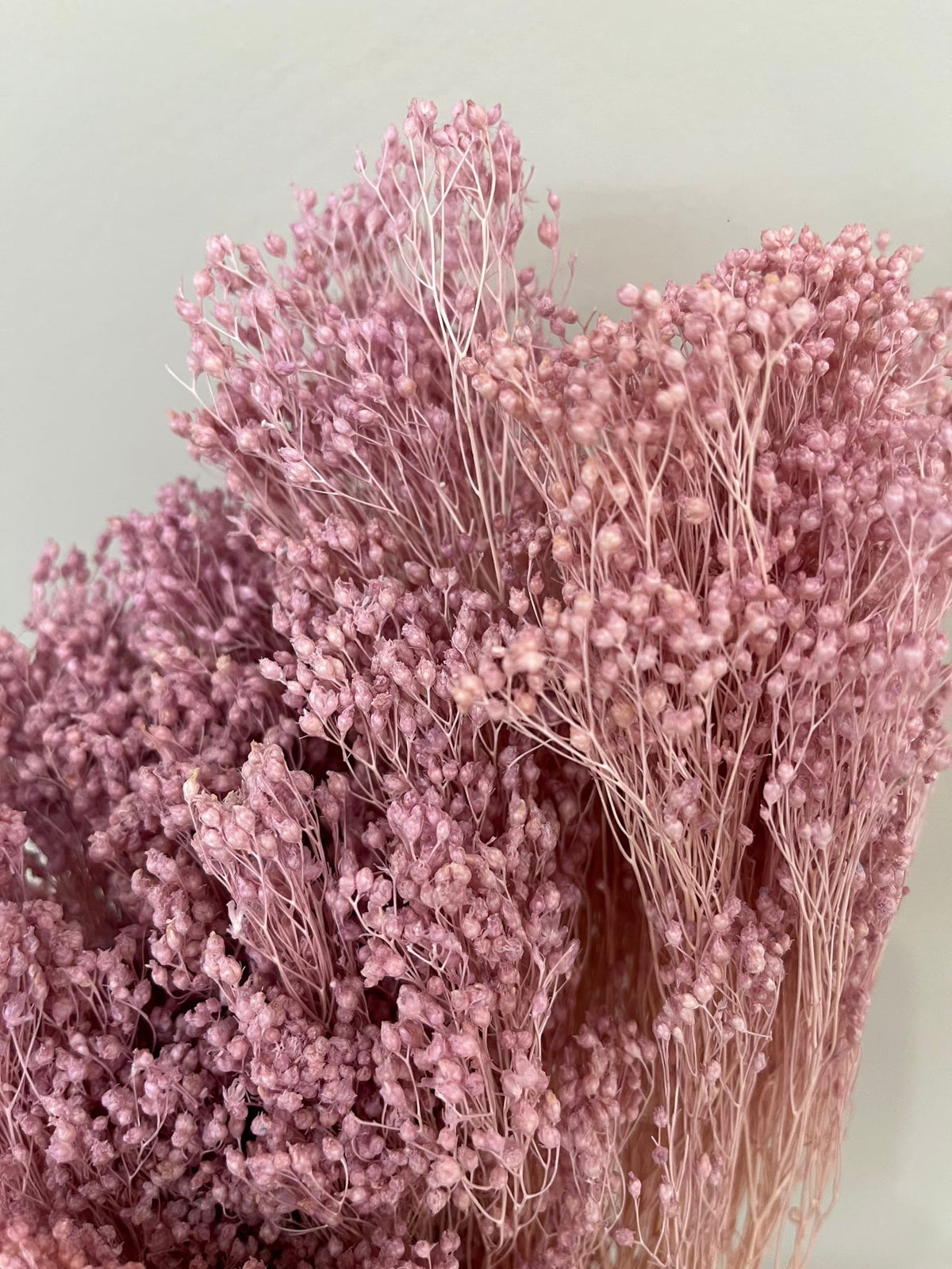 Broom Bloom - ein Bund 