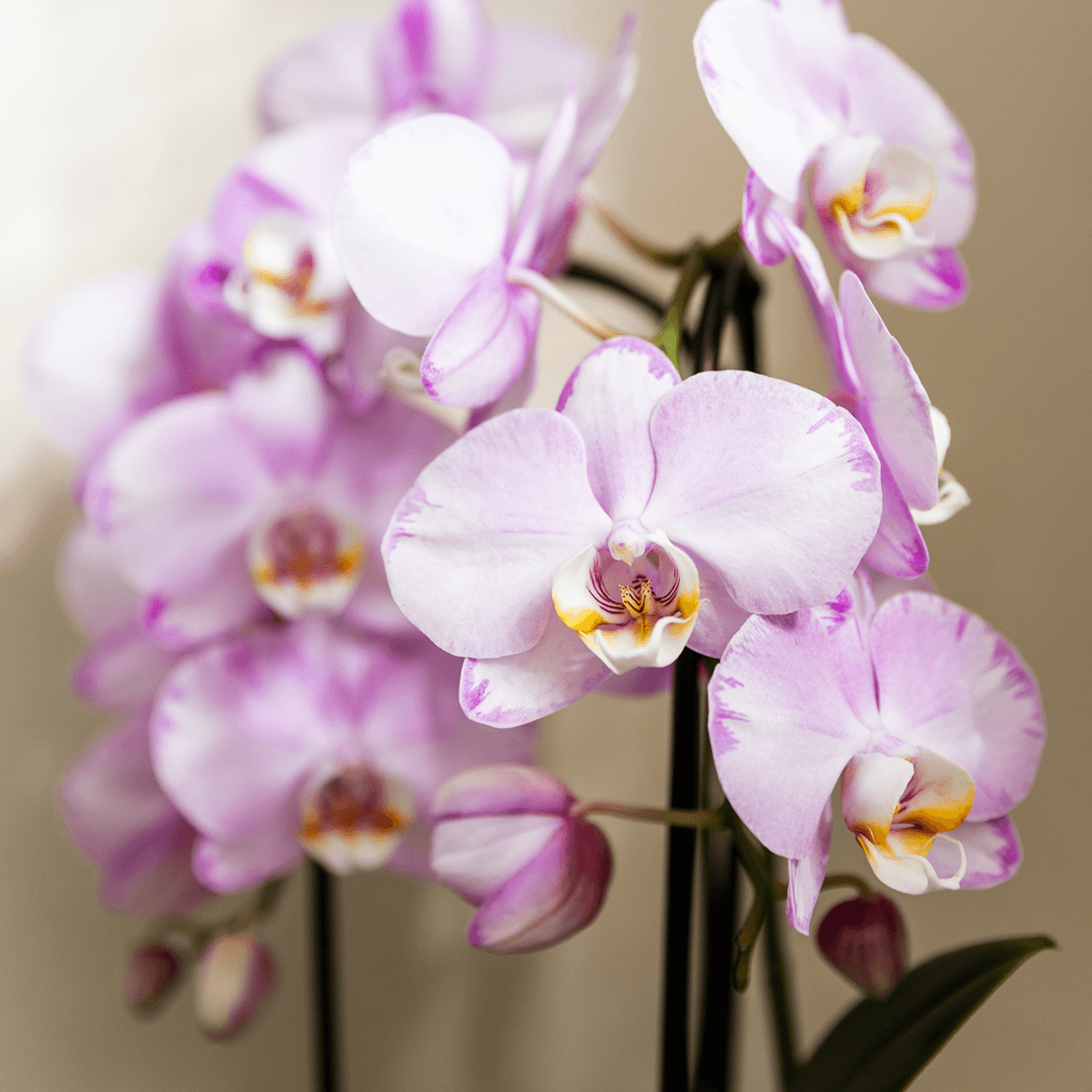 Kolibri Company | Pflanzenset Mesh White | Rosa Niagara Falls Orchidee 12 cm + Grünpflanzen inkl. Übertöpfen – Frisch vom Züchter 