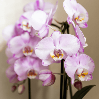 Kolibri Company | Pflanzenset Mesh White | Rosa Niagara Falls Orchidee 12 cm + Grünpflanzen inkl. Übertöpfen – Frisch vom Züchter 