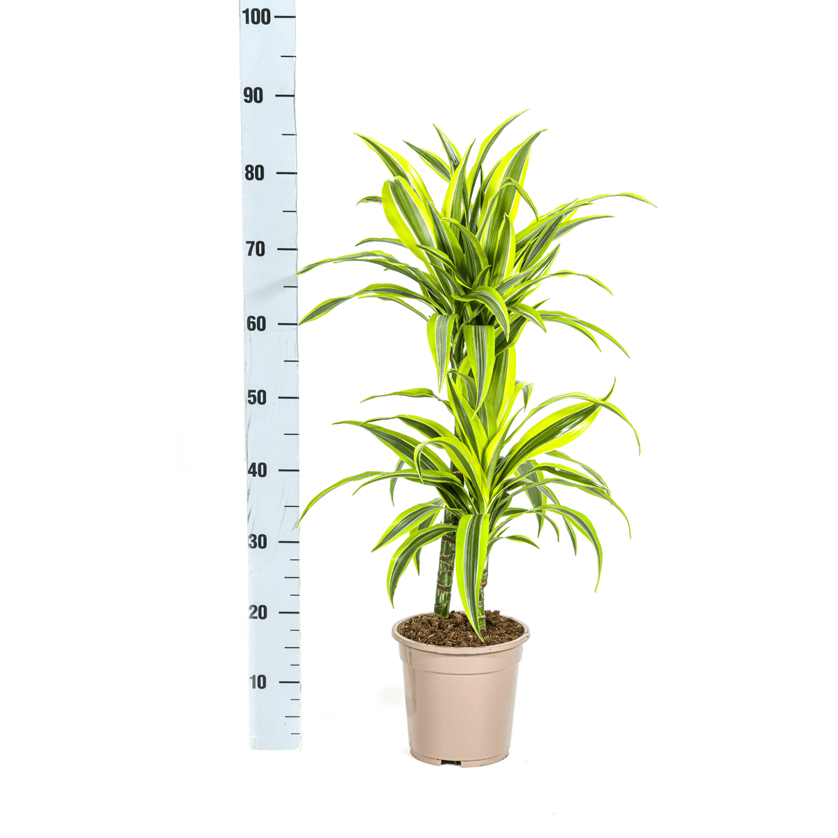 Drachenbaum Dracaena Deremensis Lemon Lime – Zimmerpflanze – Ø19cm – 70-90cm hoch – Lebendige grüne Blätter mit hellgrünem Rand – Pflegeleicht & dekorativ 