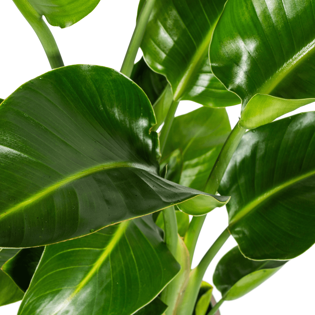Baum-Strelitzie – Strelitzia Nicolai – Zimmerpflanze – Tropische Riesenpflanze – Ø21cm – Höhe 90–110cm – Exotischer Blickfang – Pflegeleicht 