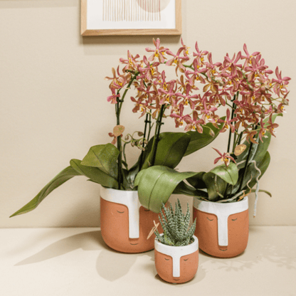 Kolibri Orchideen | orangefarbene Phalaenopsis-Orchidee – Spider – Topfgröße Ø9 cm | blühende Zimmerpflanze – frisch vom Züchter 