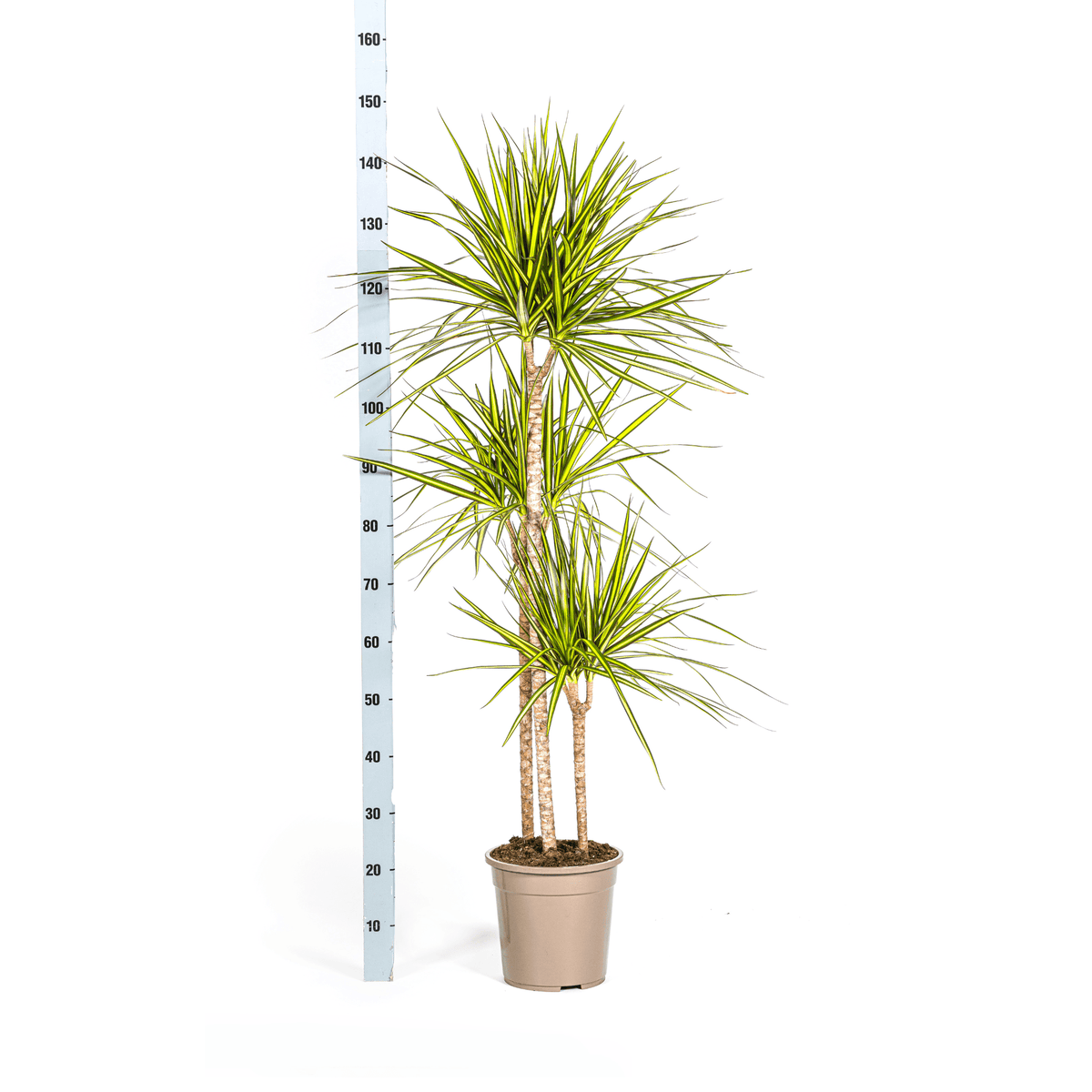 Dracaena Marginata Sunray mit Korb Ø24cm - ↕130 - 150cm 