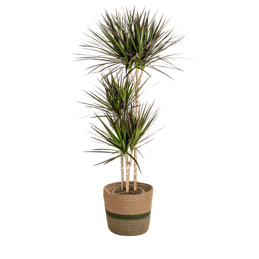Dracaena Marginata Magenta mit Korb Ø24cm - ↕130 - 150cm 