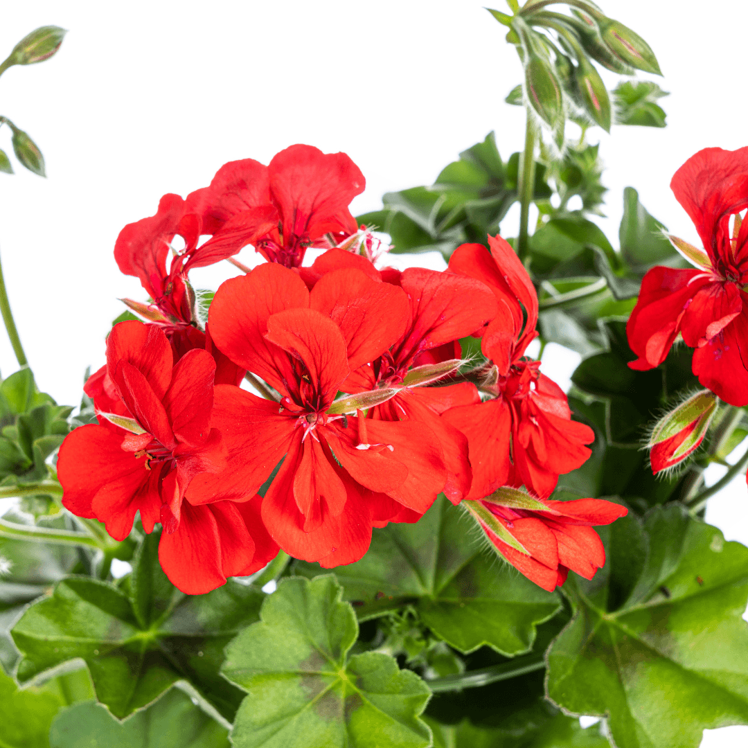 Geranie - Pelargonium peltatum Rot - Zimmerpflanze - Ø12 cm - ↕20 cm 