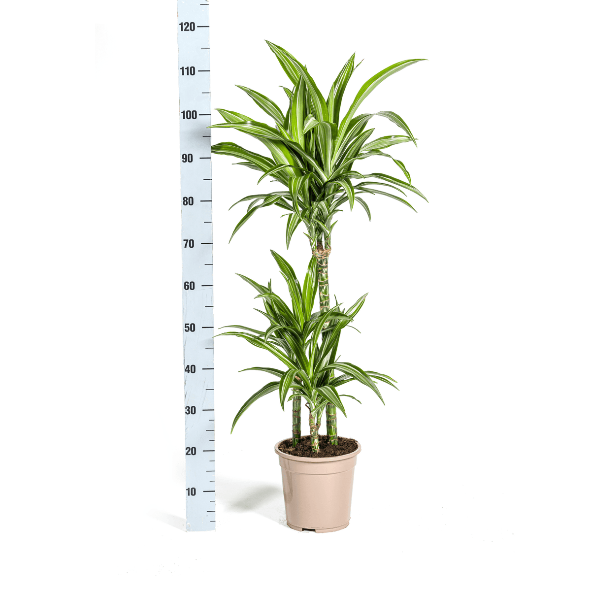 Drachenbaum – Dracaena Deremensis White Stripe – Zimmerpflanze – Ø21cm – ↕90–110cm – Pflegeleichte Grünpflanze mit dekorativen Blättern – Ideal für Wohnzimmer, Büro & Flur 