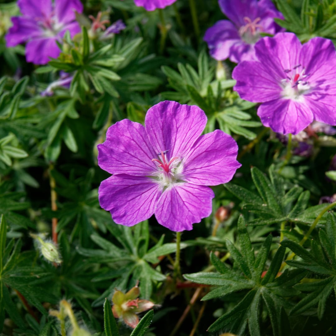 Geranium sanguineum Blut Storchschnabel Blühende Staude für Beet Steingarten Bodendecker Ø9cm 6 Stück