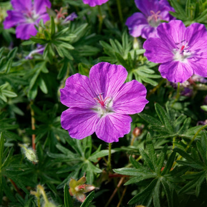 Geranium sanguineum Blut Storchschnabel Blühende Staude für Beet Steingarten Bodendecker Ø9cm 6 Stück