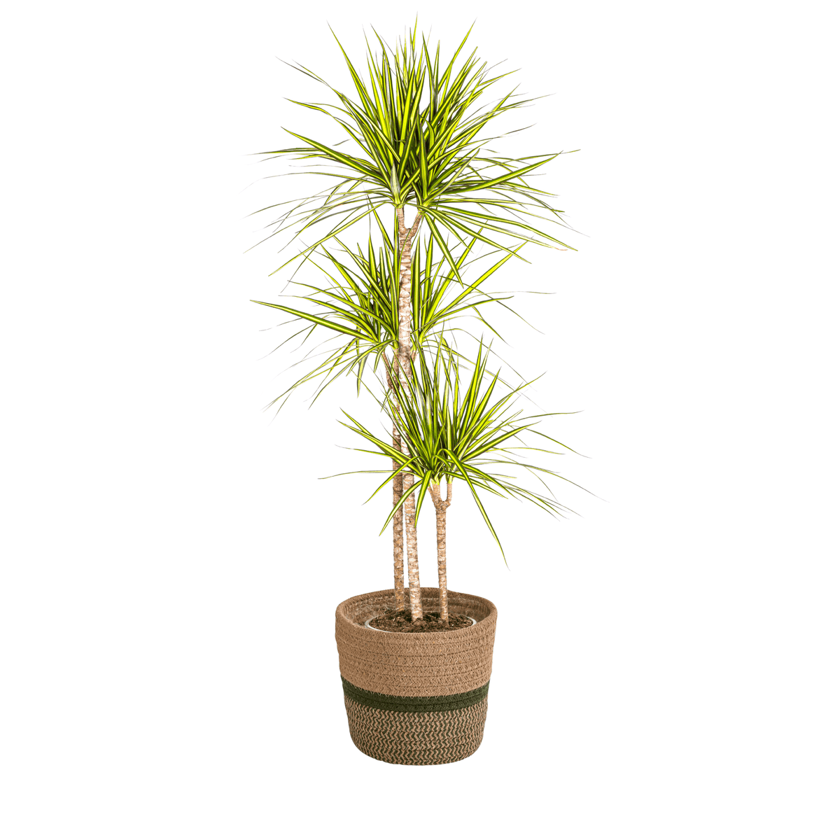 Dracaena Marginata Sunray mit Korb Ø24cm - ↕130 - 150cm 