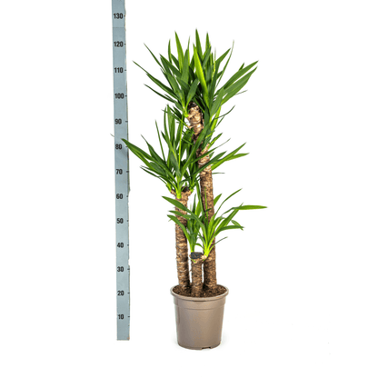 Yucca Elephantipes mit Korb Ø24cm - ↕120 - 140cm 
