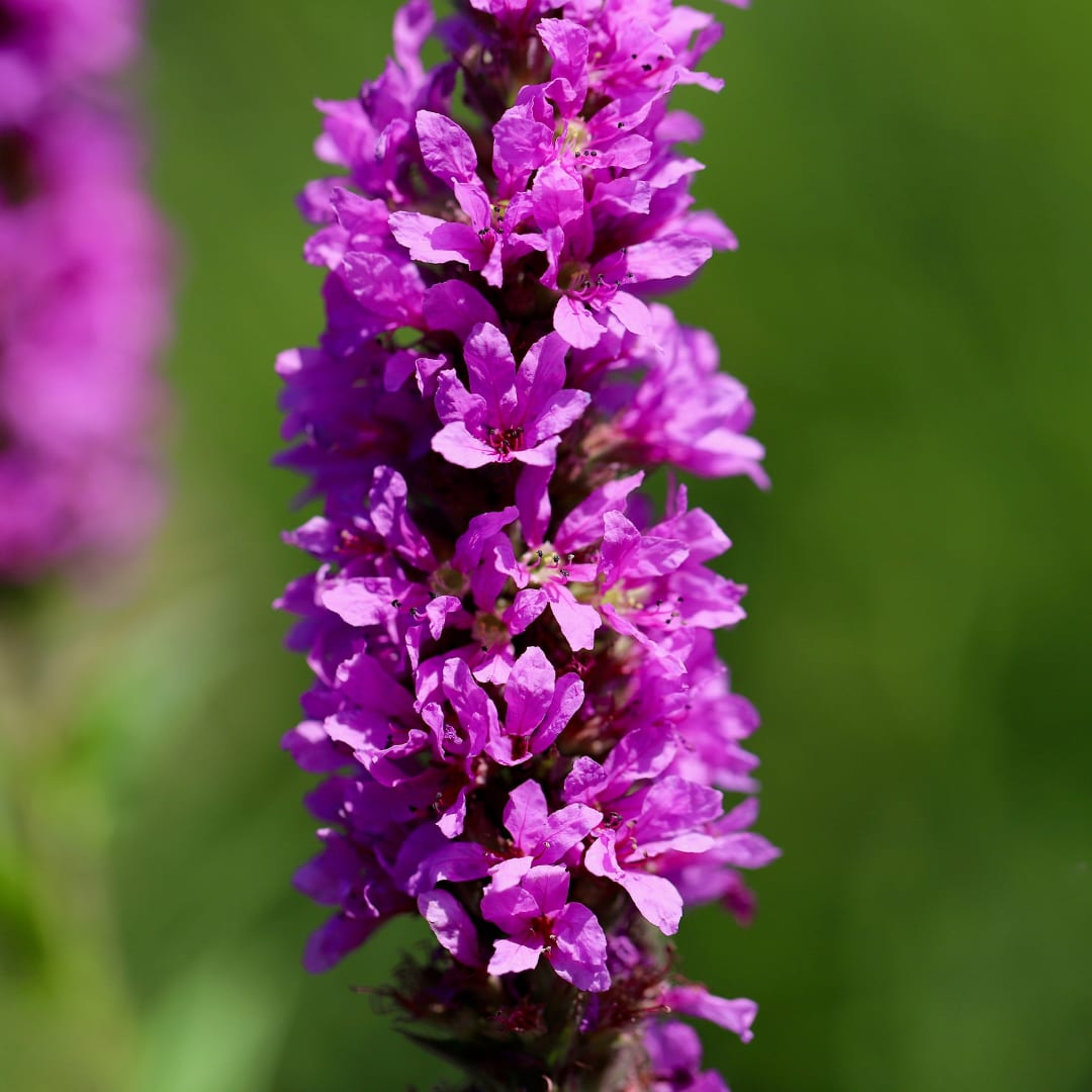 Lythrum salicaria Blutweiderich – Ø9cm – Höhe10-25cm – Ansicht 24
