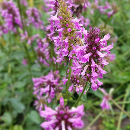 Stachys monieri Hummelo – Ø9cm – Höhe10-25cm – Blühende Staude für Beet Präriegarten Rabatte – Ansicht 17