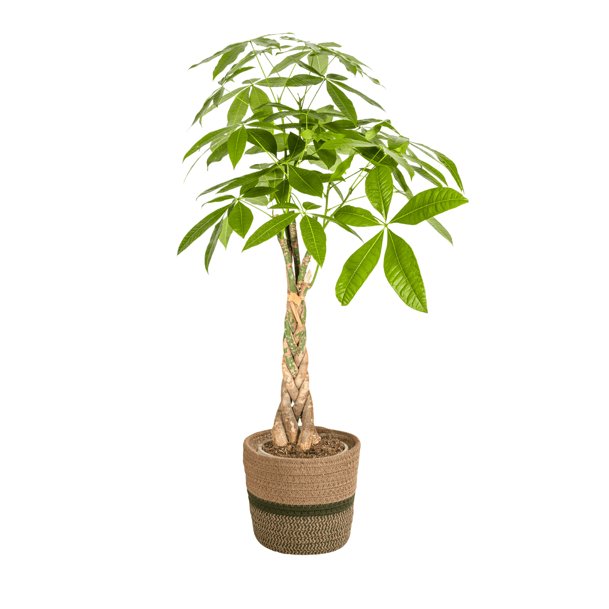 Pachira Aquatica mit Korb Ø21cm - ↕90 - 110cm 