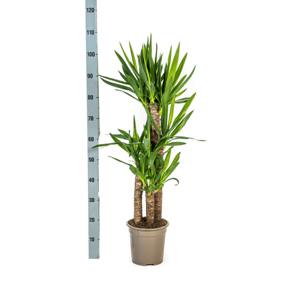 Yucca Elephantipes mit Korb Ø21cm - ↕90 - 110cm 