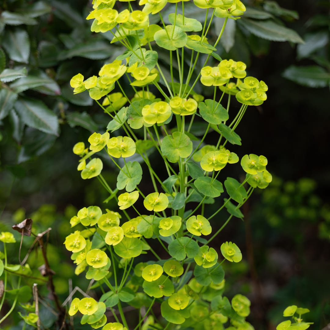 Euphorbia amygdaloides Robbiae Ø9cm 6 Stück