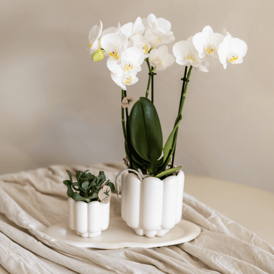 Kolibri Home | Retro-Ziertopf - White - Ø6cm 