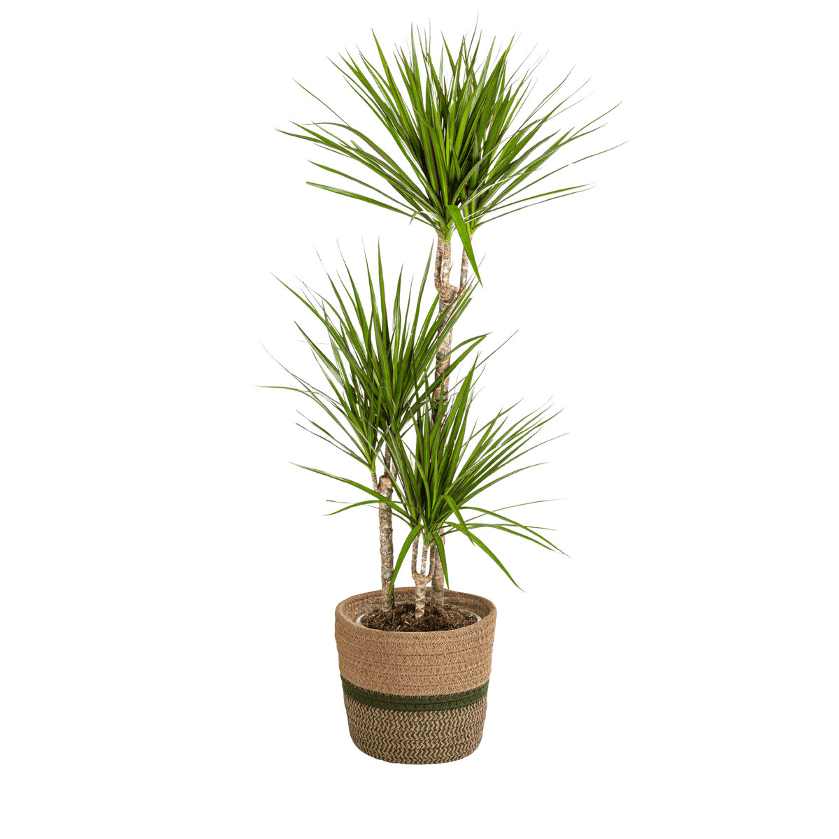 Dracaena Marginata Green mit Korb Ø21cm - ↕110 - 130cm 
