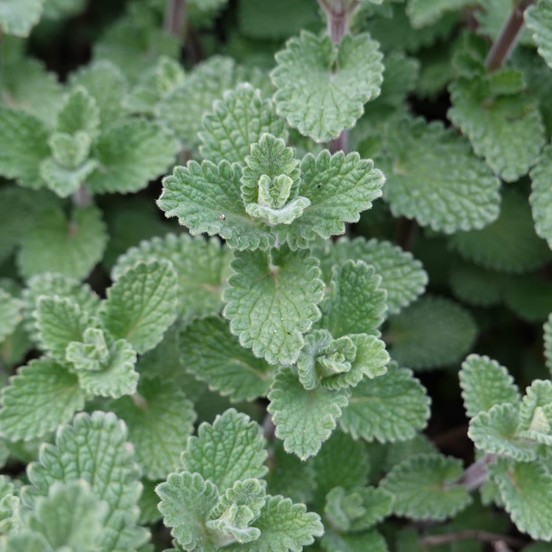 Bergminze Calamintha nepeta – 6 Pflanzen – Aromatische Staude für sonnige Beete & Steingarten – Insektenfreundlich & trockenh