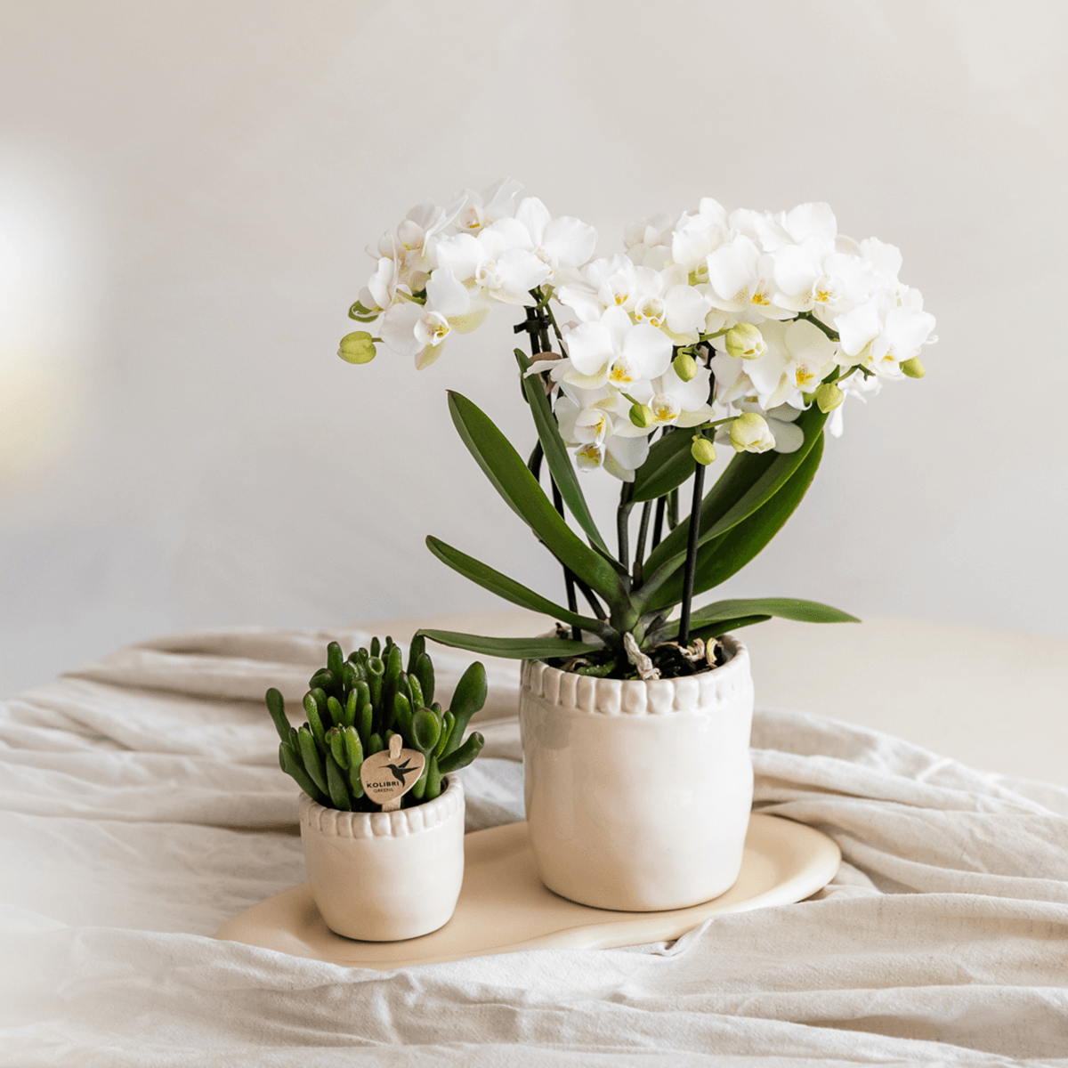 Kolibri Orchids | Weiße Phalaenopsis-Orchidee Topfgröße Ø9cm | Zürich | Blühende Zimmerpflanze – Frisch vom Züchter 