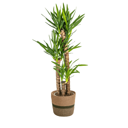 Yucca Elephantipes mit Korb Ø24cm - ↕120 - 140cm 