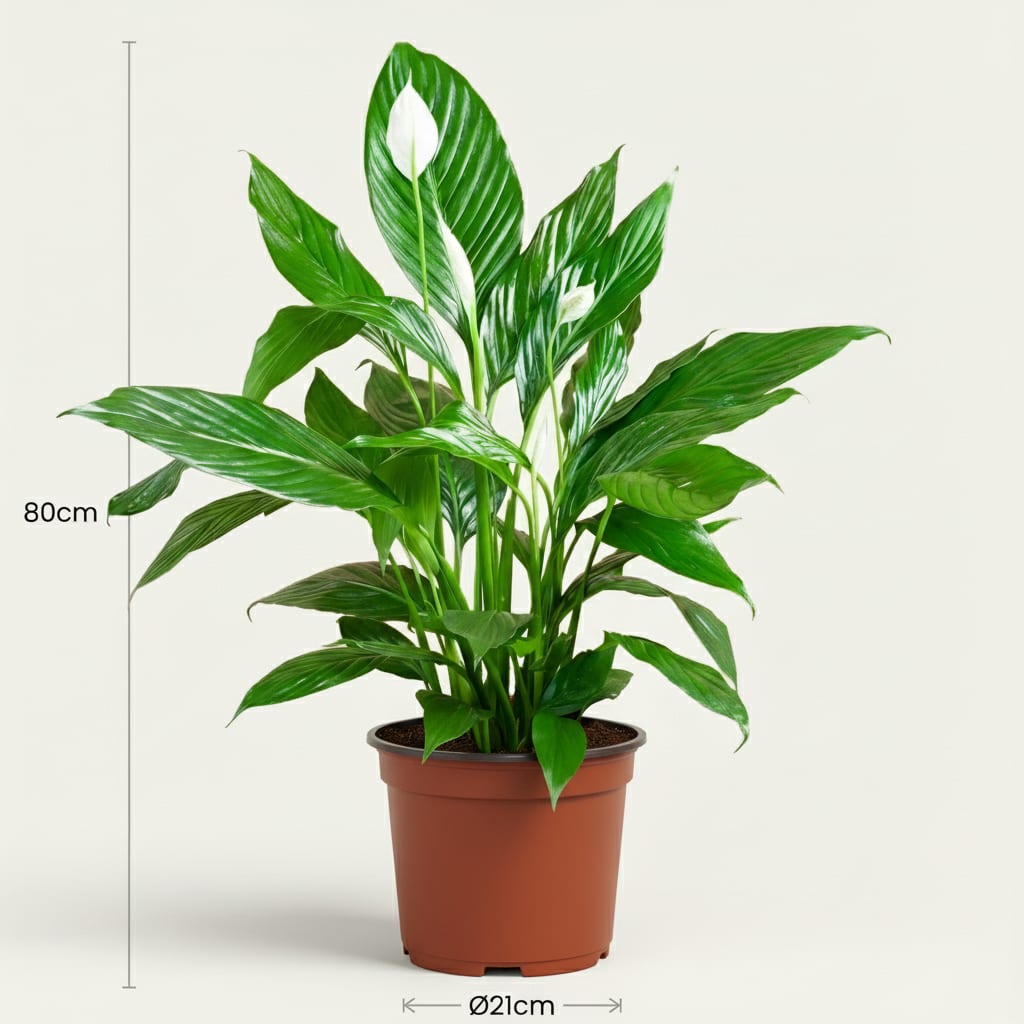 Green boutiQ - Plante d'intérieur - Fleur de lune - Spathiphyllum - Blanc - Entretien facile - 1 Plante - Pot 19cm - Hauteur 70 - 80cm 