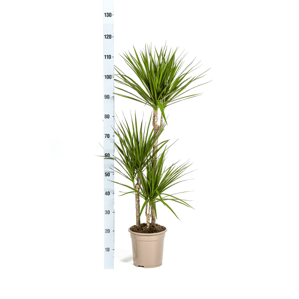 Dracaena Marginata Green mit Korb Ø21cm - ↕110 - 130cm 